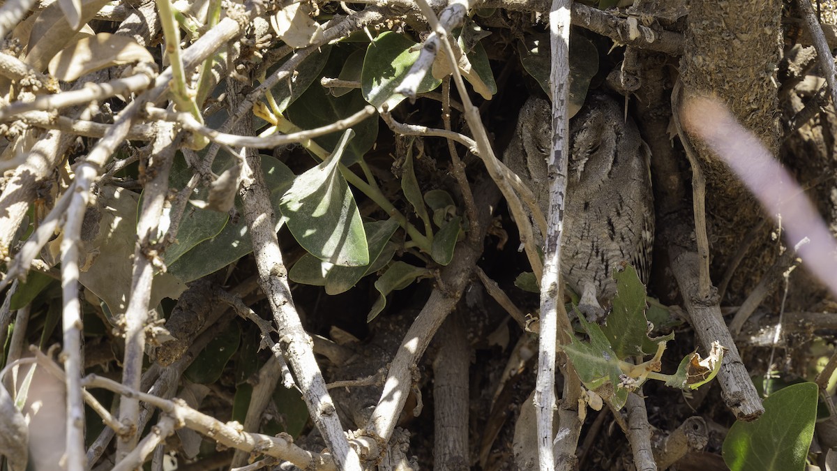 Arabian Scops-Owl - ML632175794