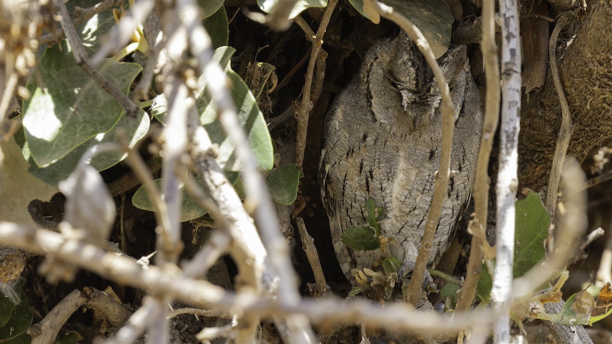 Arabian Scops-Owl - ML632175795