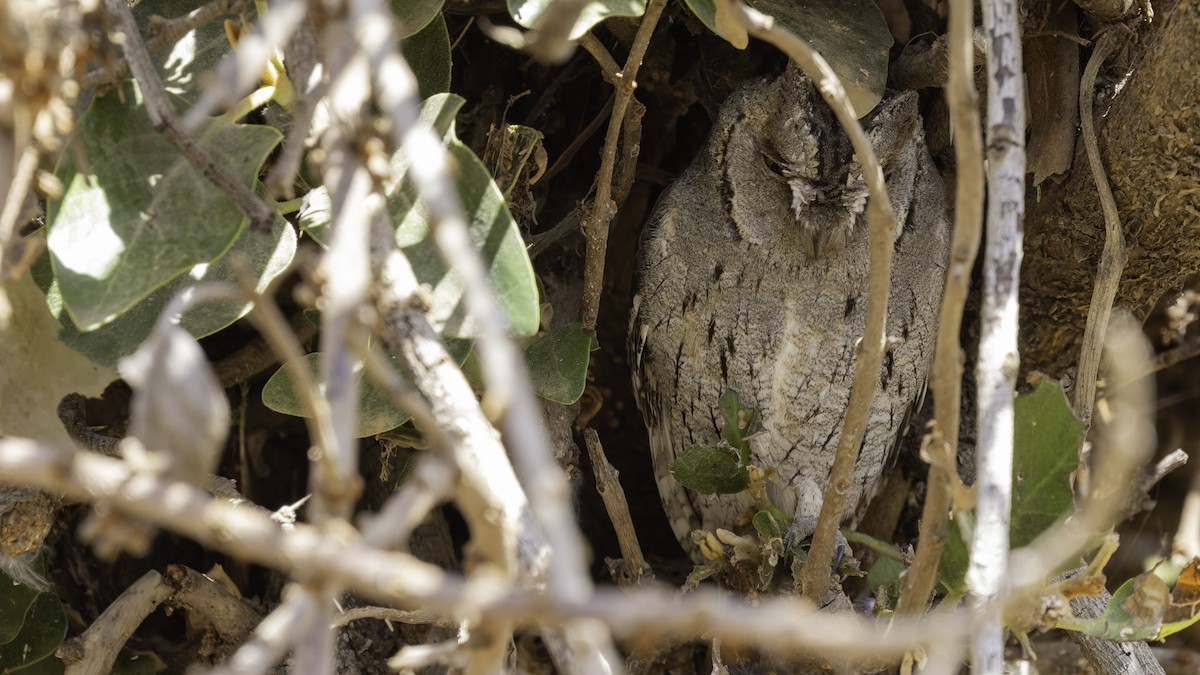 Arabian Scops-Owl - ML632175796