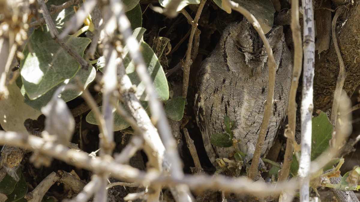 Arabian Scops-Owl - ML632175799
