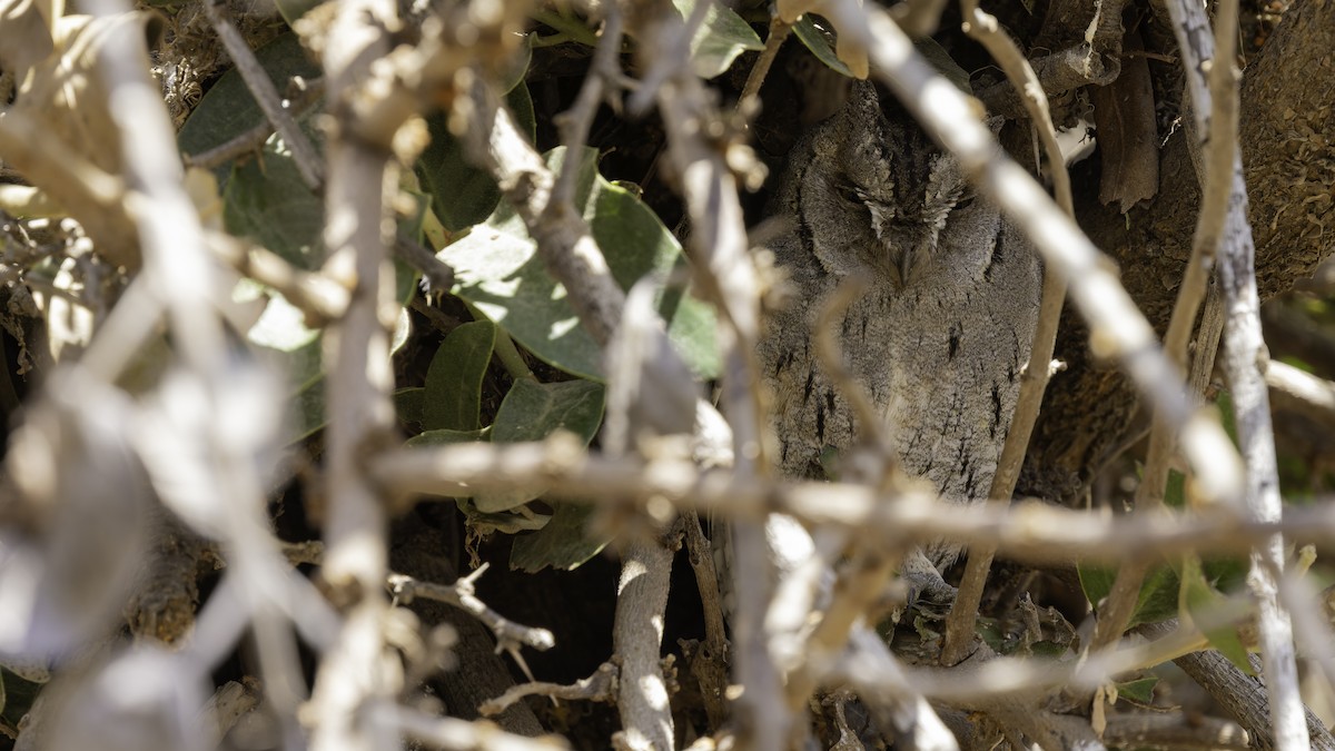 Arabian Scops-Owl - ML632175800