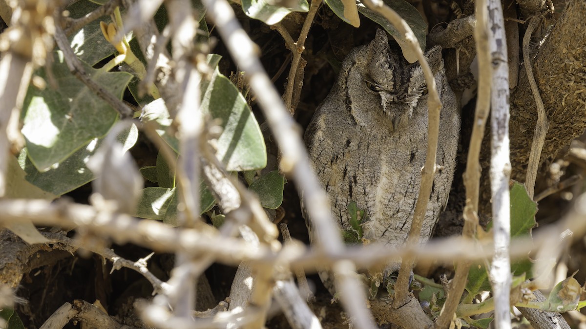 Arabian Scops-Owl - ML632175801