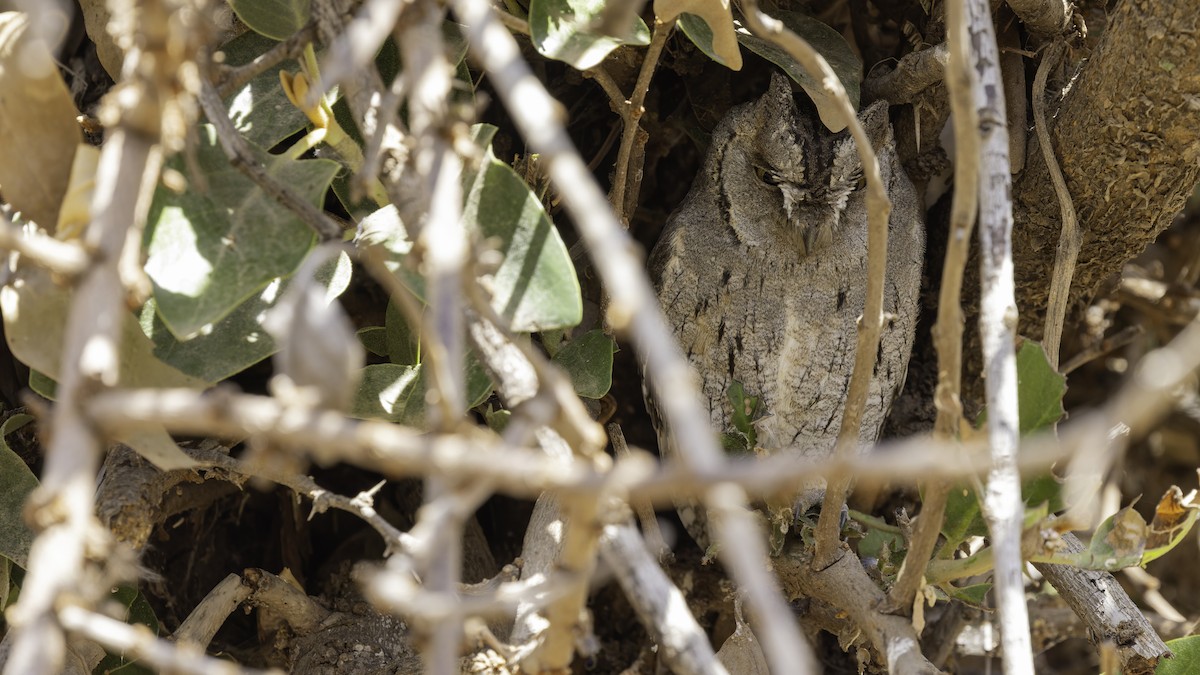Arabian Scops-Owl - ML632175803
