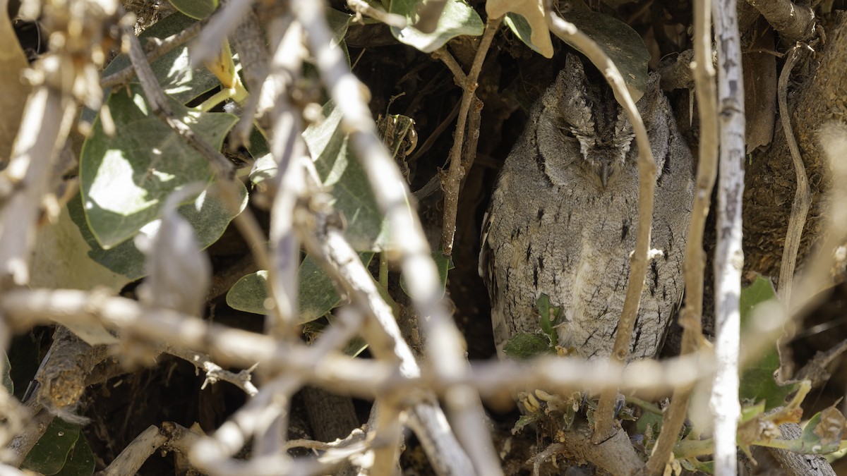 Arabian Scops-Owl - ML632175825