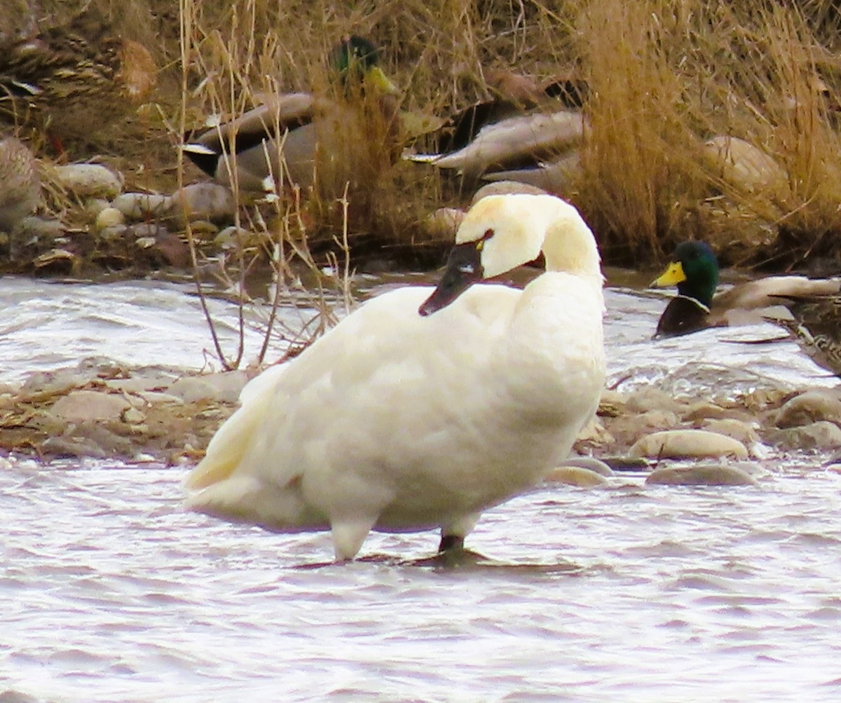 Cigno minore - ML632175946