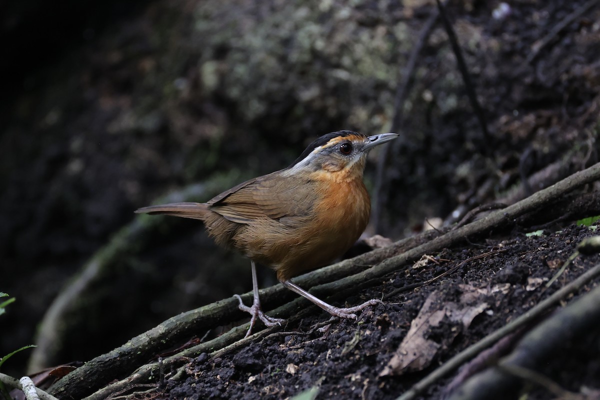 Javan Black-capped Babbler - ML632176025