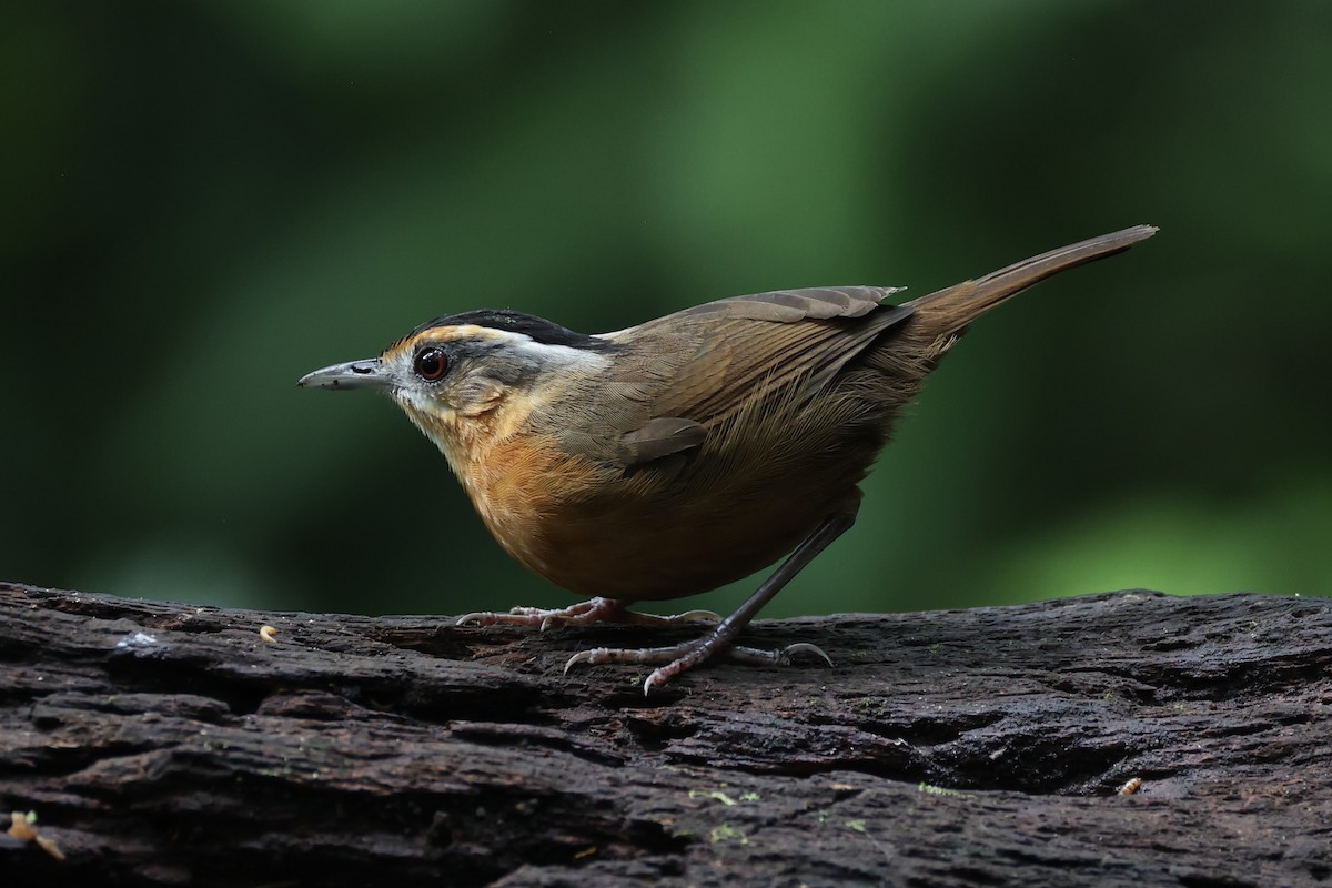 Javan Black-capped Babbler - ML632176027