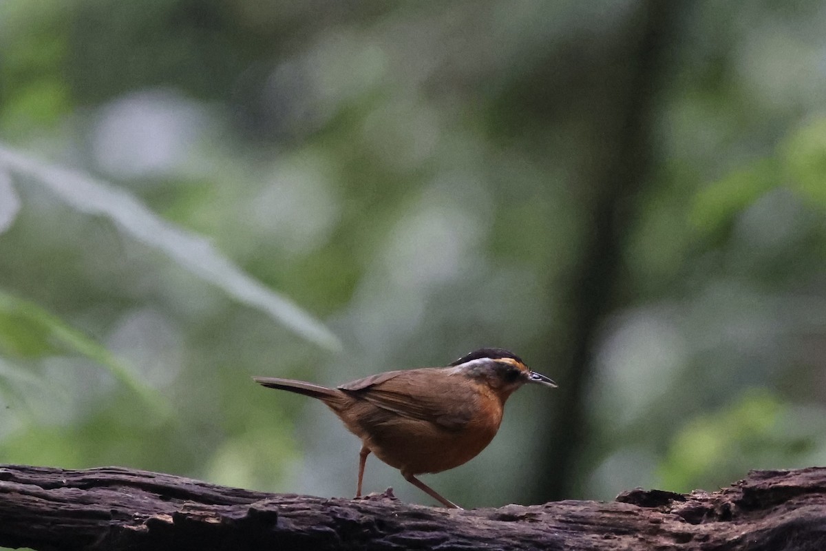 Javan Black-capped Babbler - ML632176030