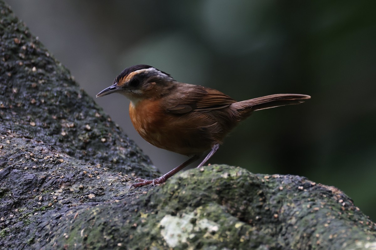 Javan Black-capped Babbler - ML632176031