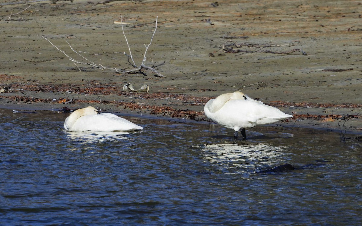 Tundra Swan - ML632176131