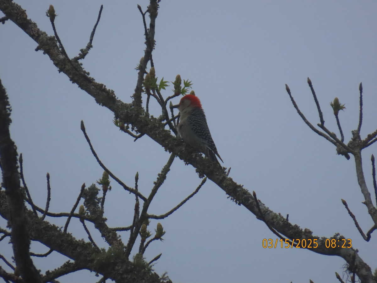 Red-bellied Woodpecker - ML632176191