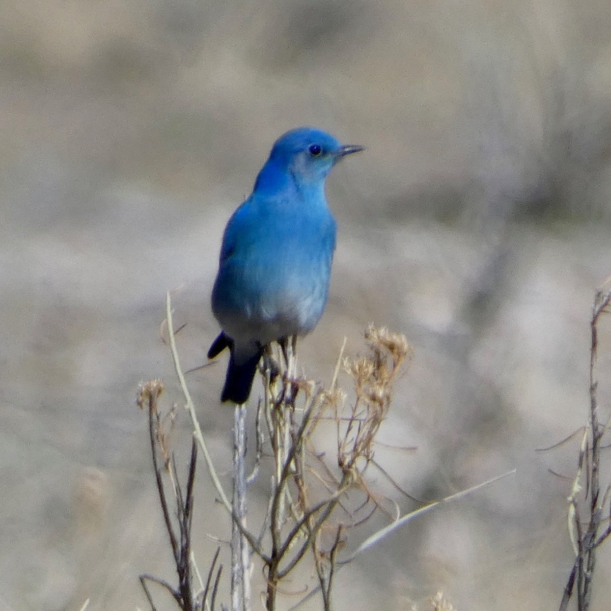 Mountain Bluebird - ML632176192