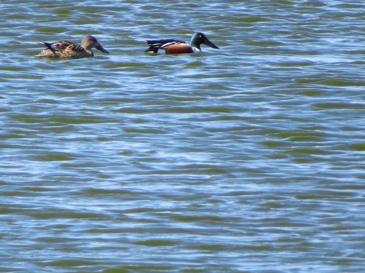 Халбага нугас - ML632176307