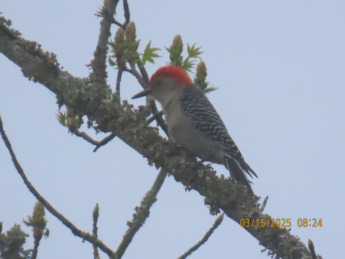 Red-bellied Woodpecker - ML632176376