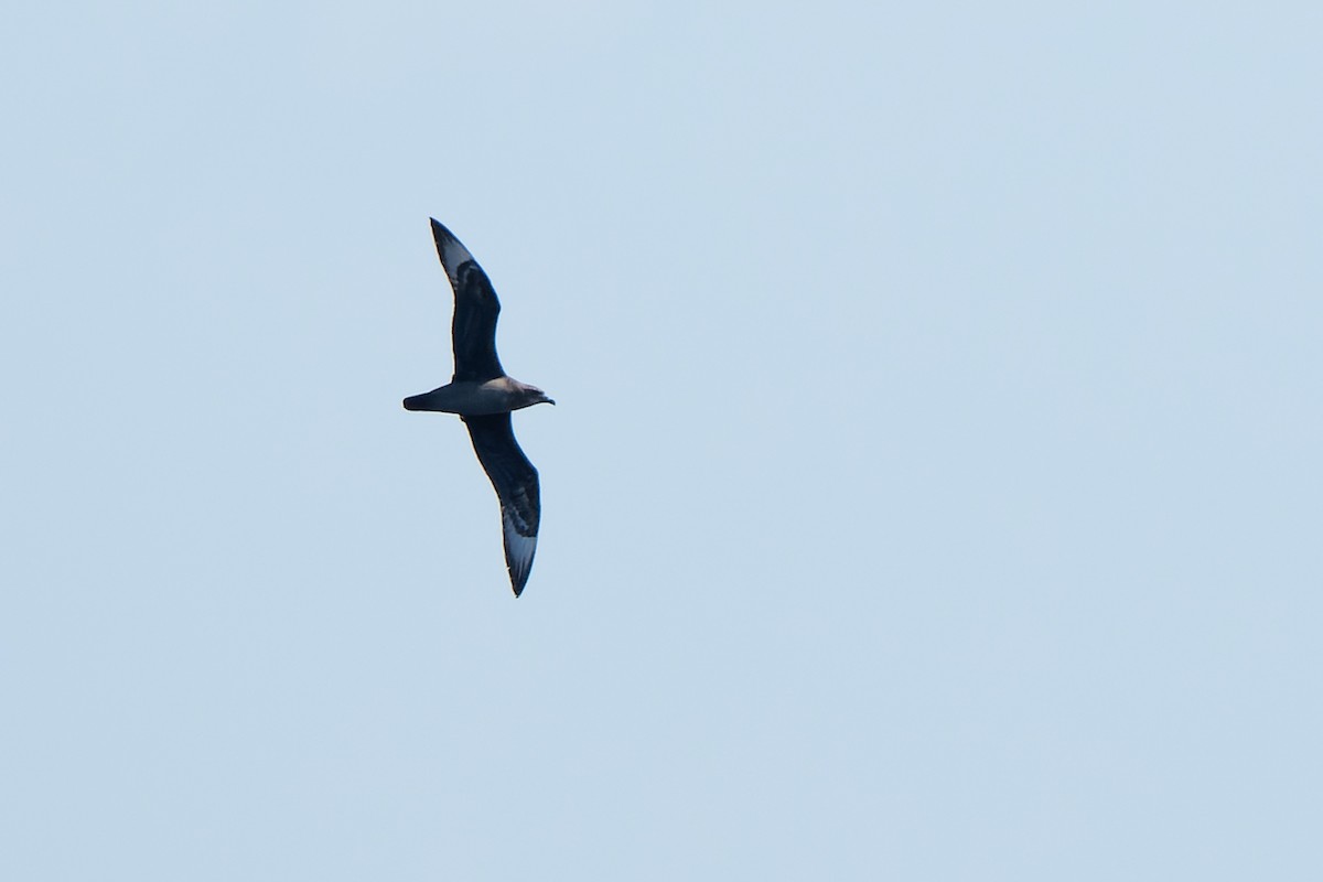 克島圓尾鸌 - ML632176384