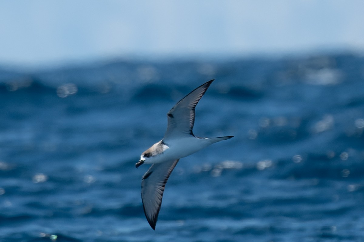 費島圓尾鸌 - ML632176387