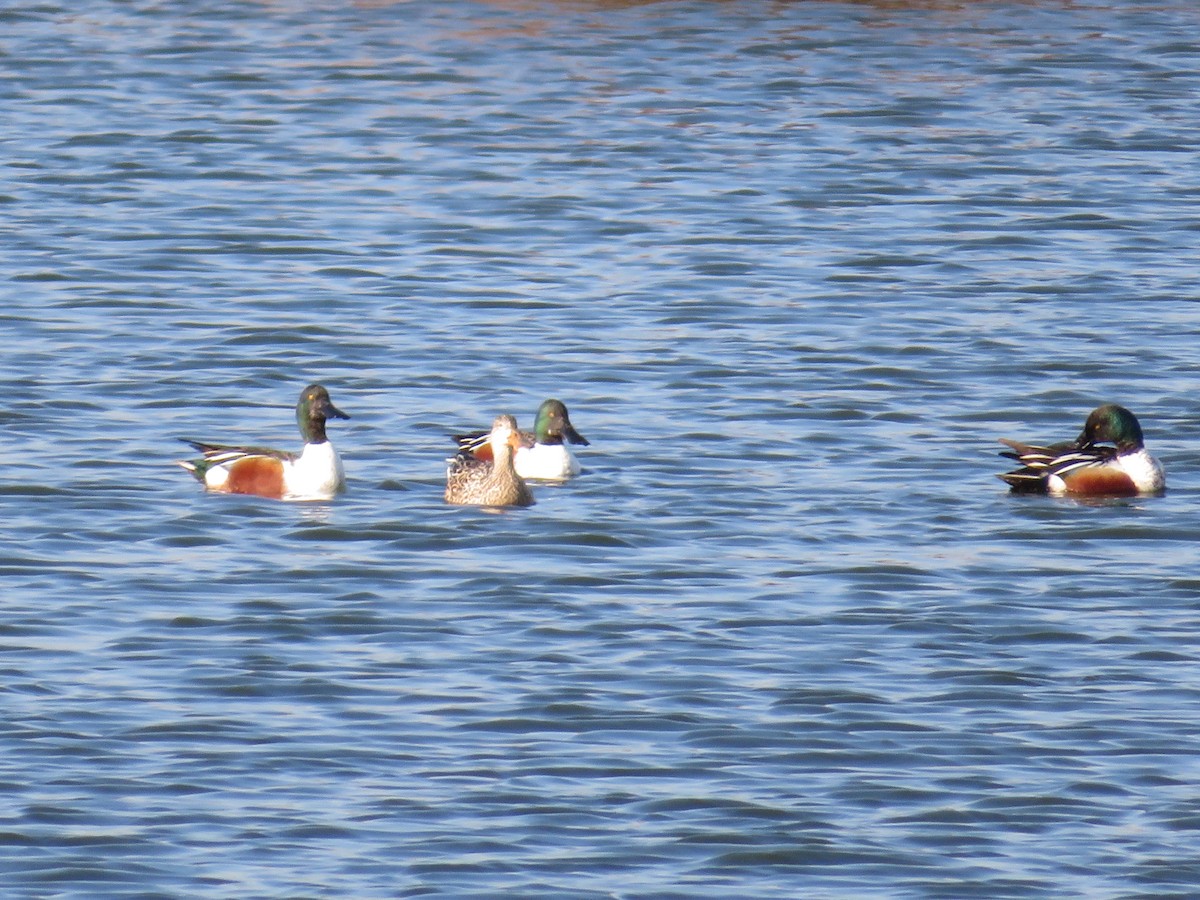 Халбага нугас - ML632176462