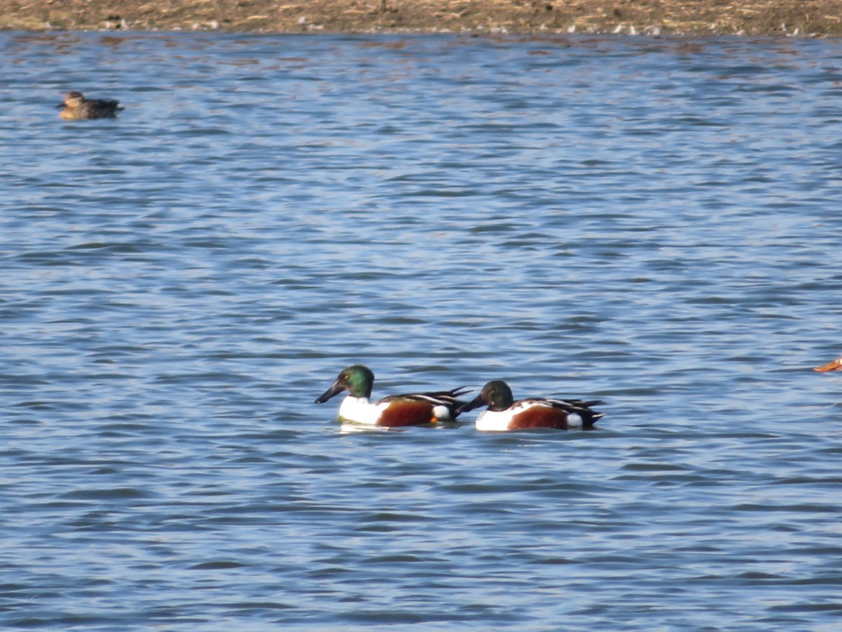 Халбага нугас - ML632176490