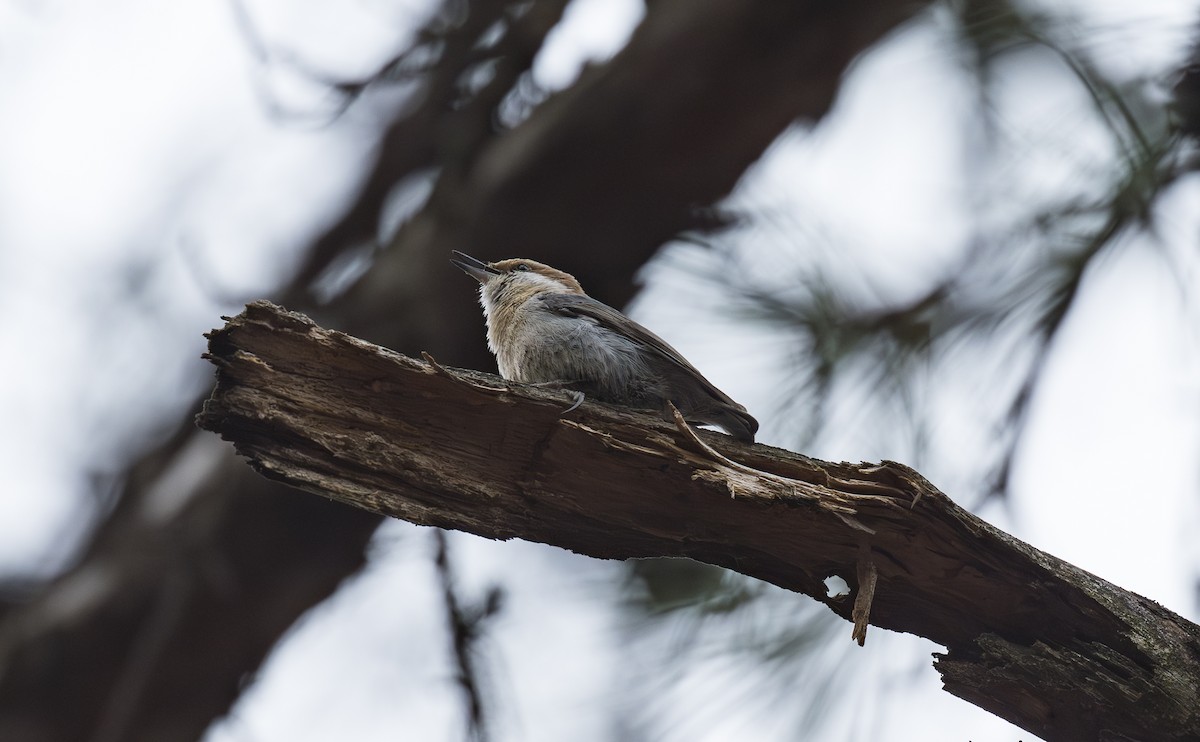 Brown-headed Nuthatch - ML632176586