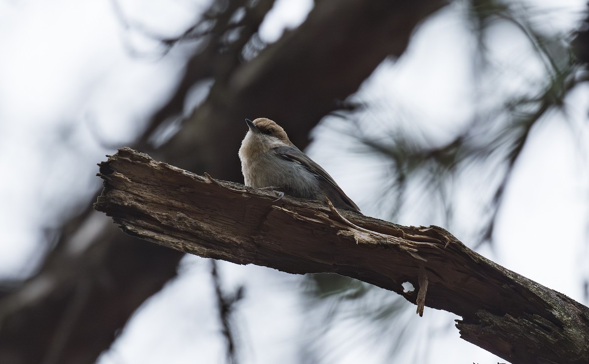 Brown-headed Nuthatch - ML632176592