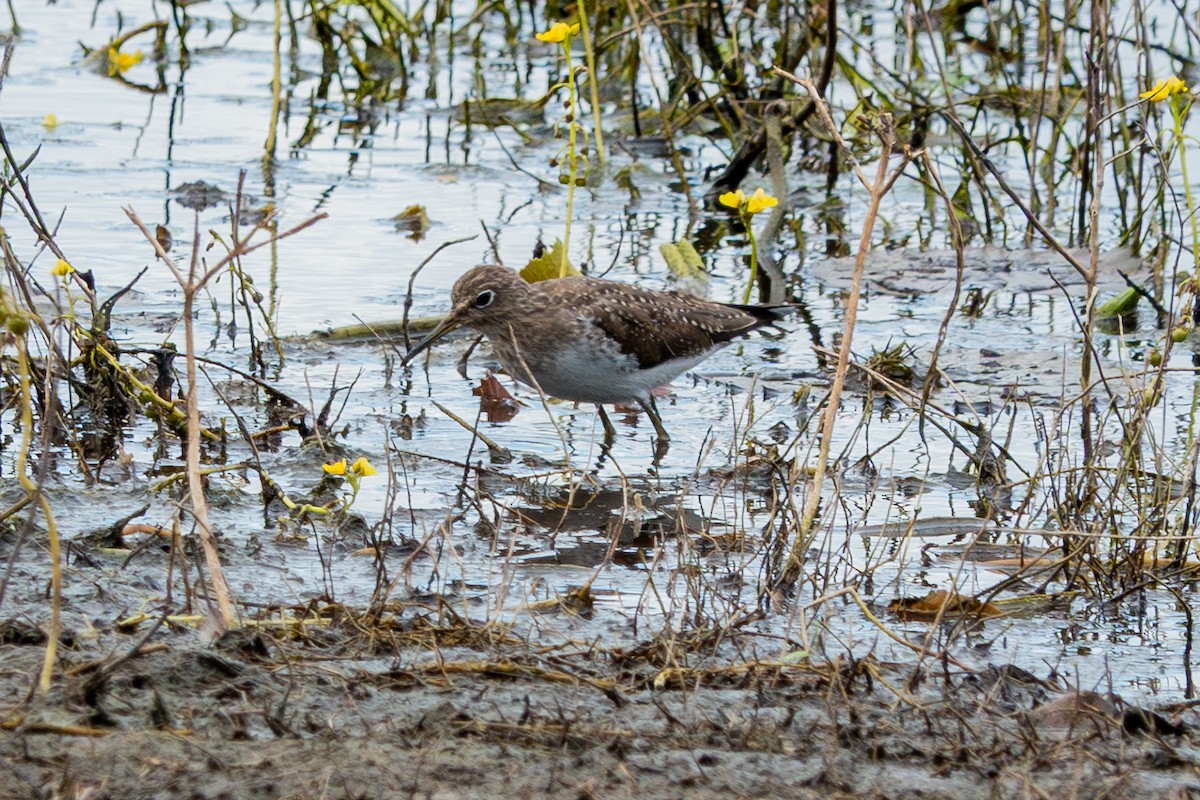Einsiedelwasserläufer - ML632176758
