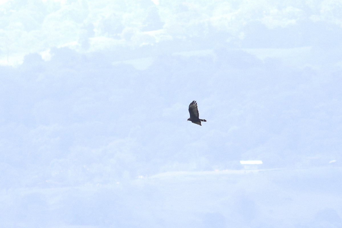 Zone-tailed Hawk - ML632176816
