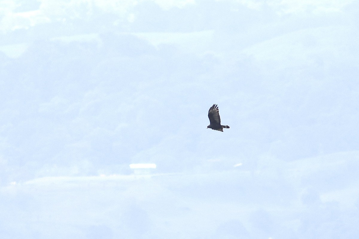 Zone-tailed Hawk - ML632176817