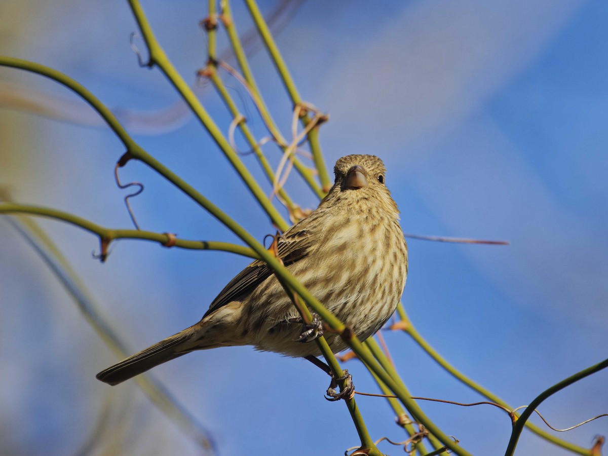 House Finch - ML632177067
