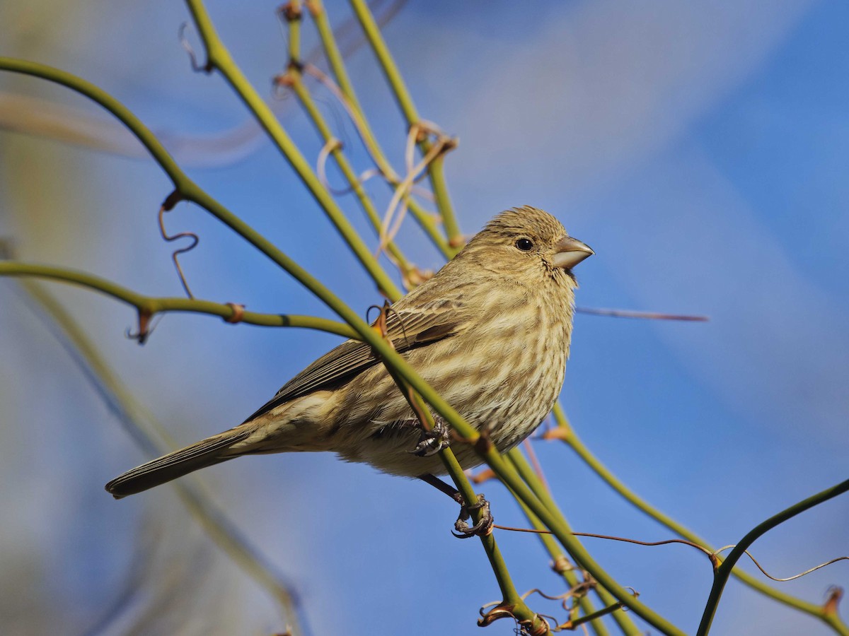 House Finch - ML632177068