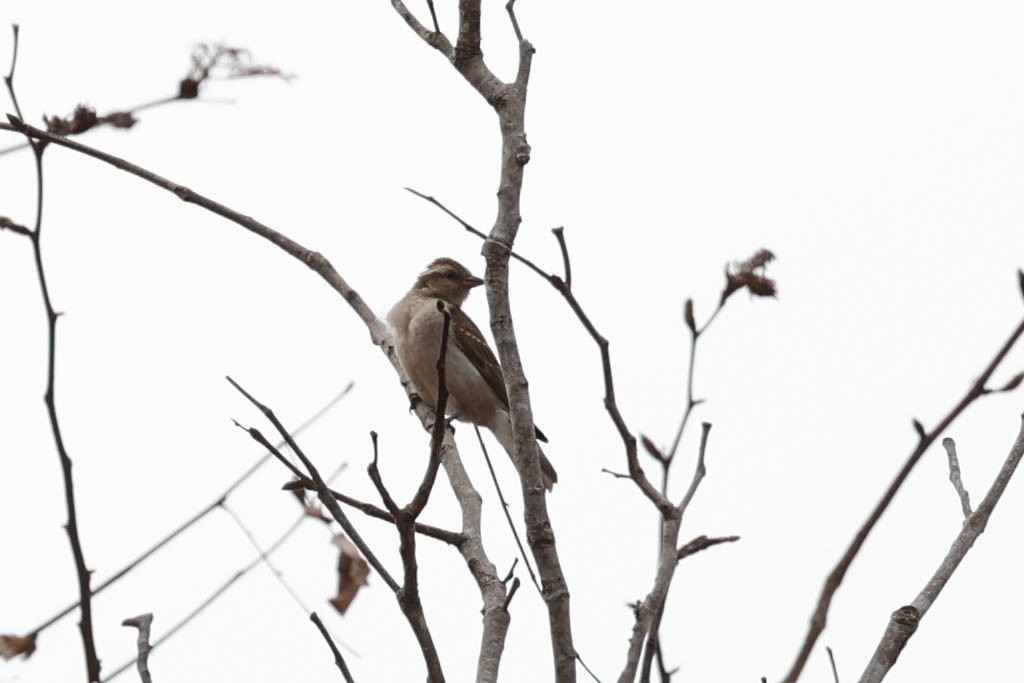 Moineau bridé - ML632177160