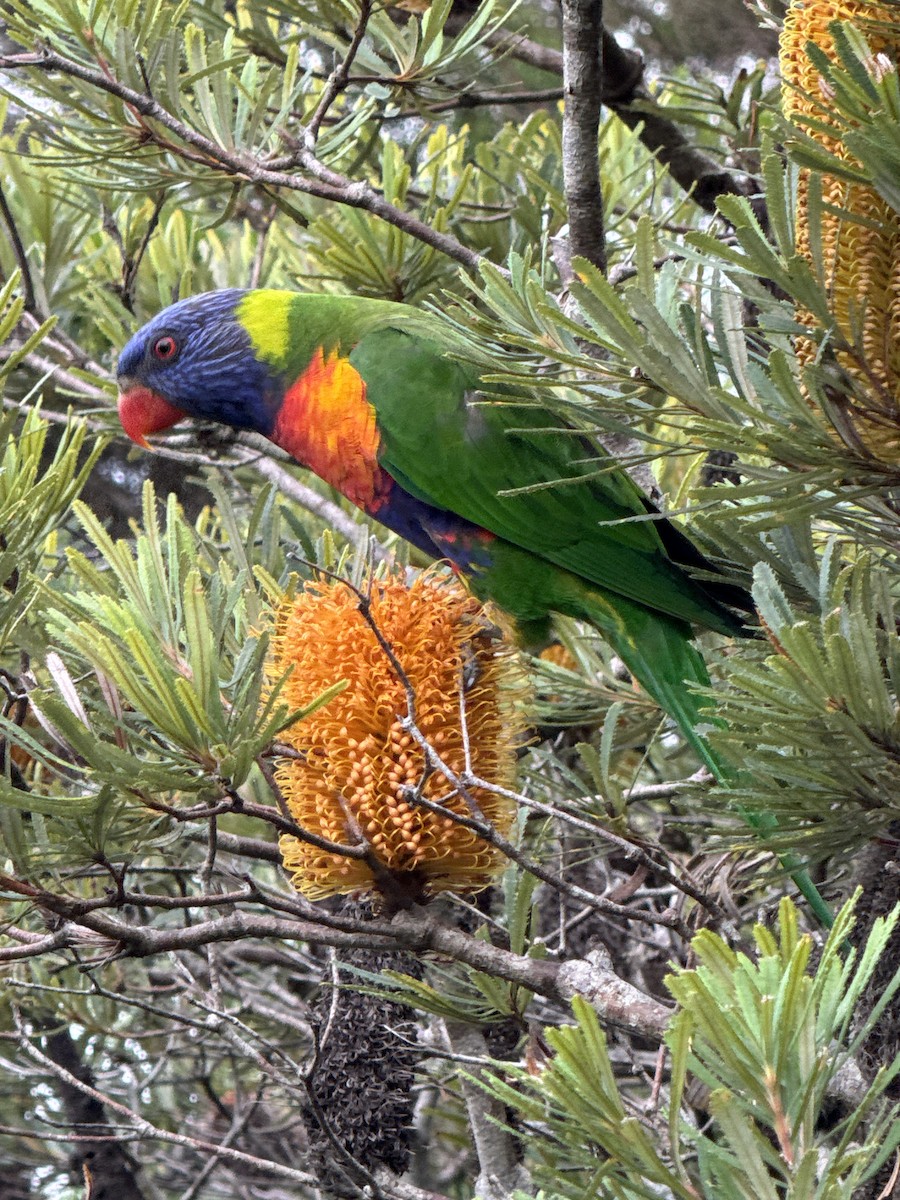 Rainbow Lorikeet - ML632177167