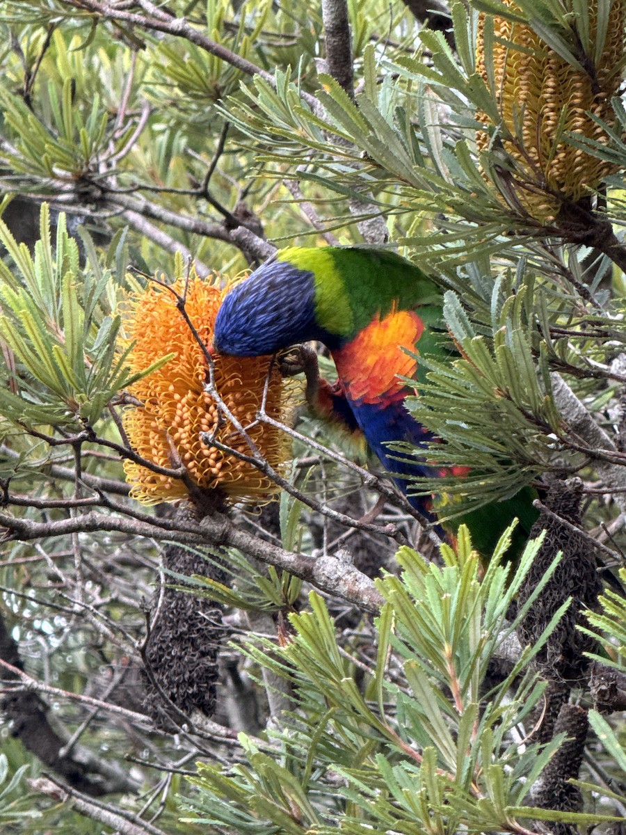 Rainbow Lorikeet - ML632177168