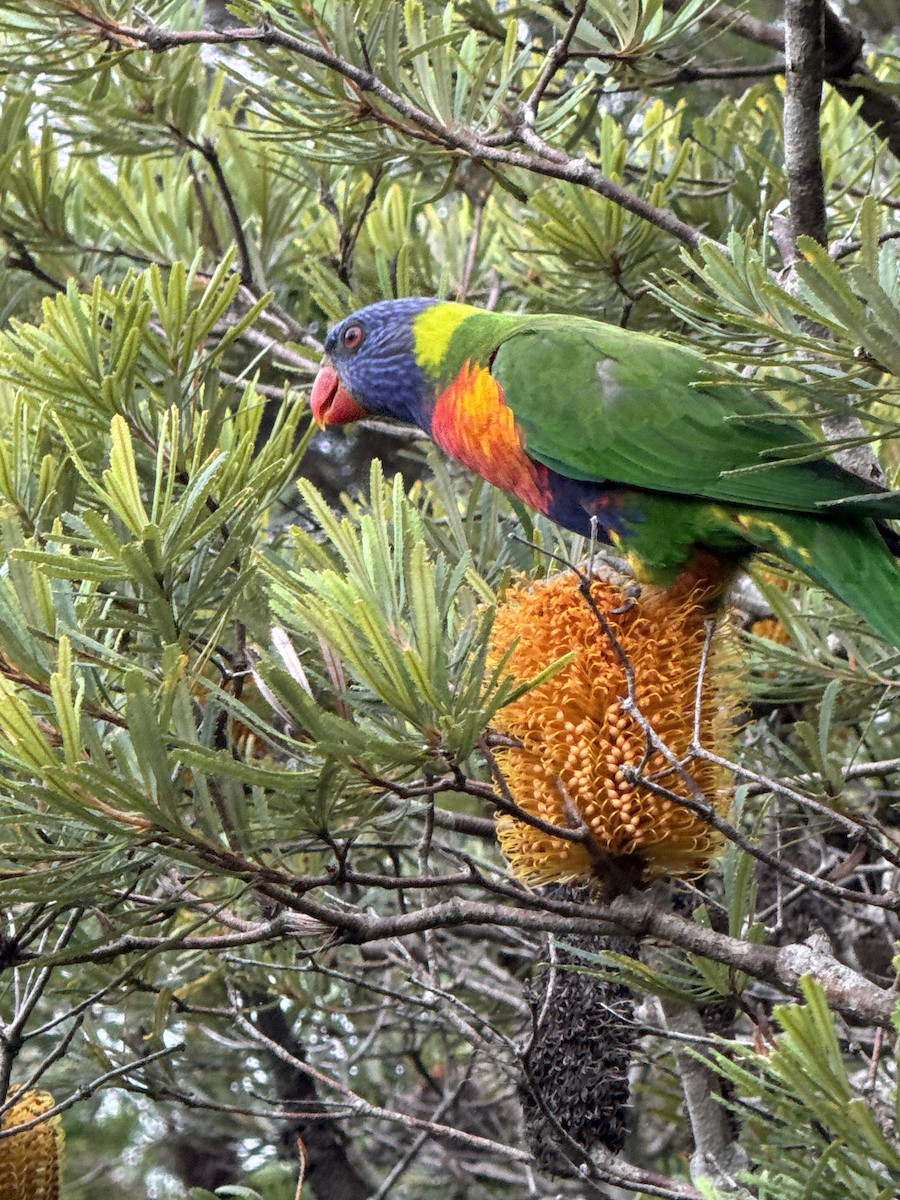 Rainbow Lorikeet - ML632177169