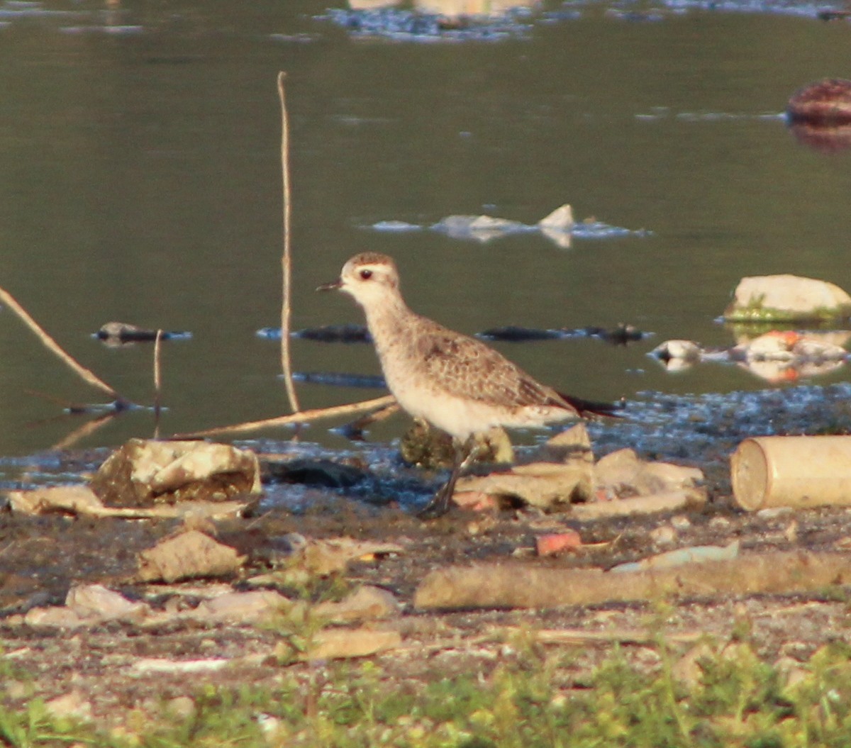 American Golden-Plover - ML632177258