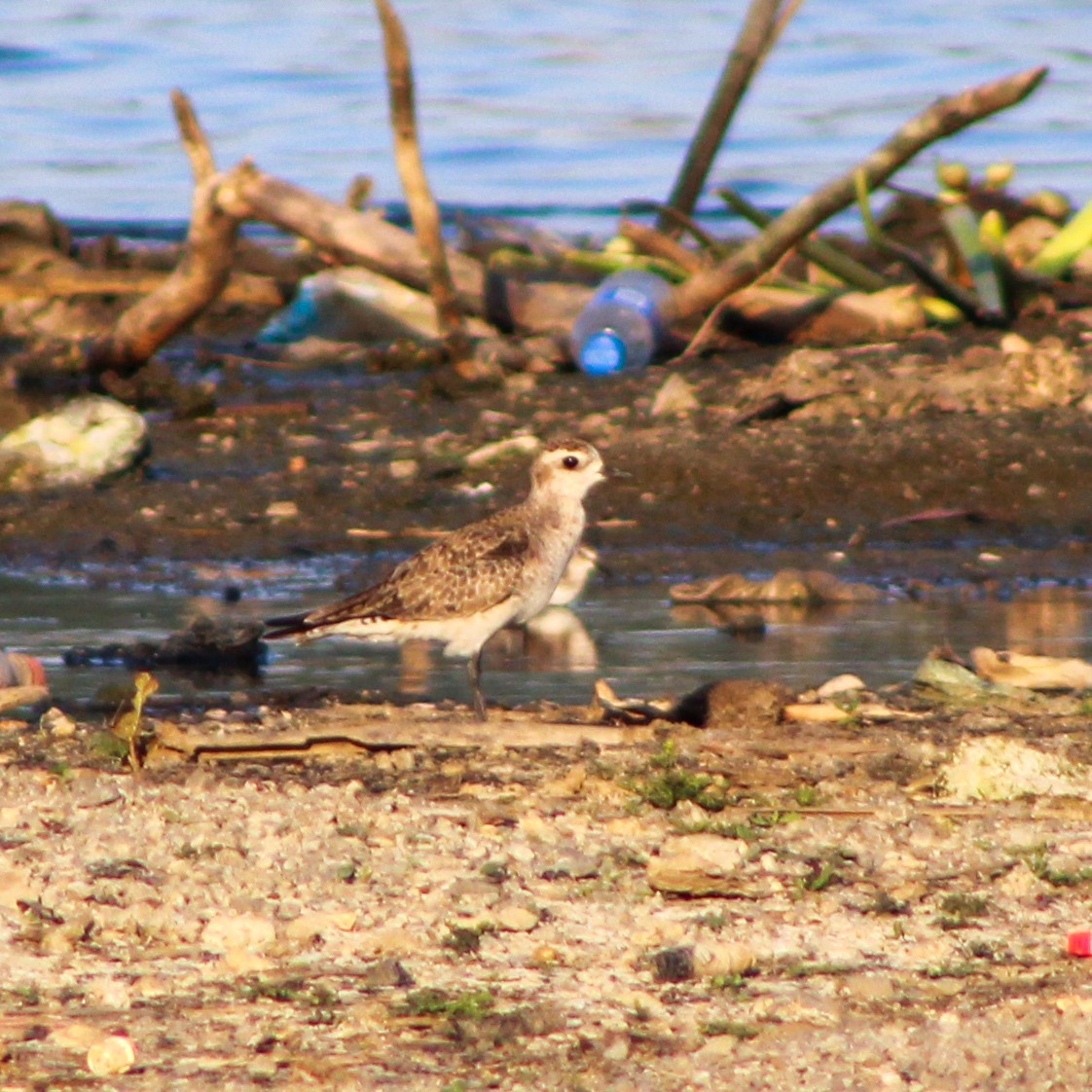 American Golden-Plover - ML632177259