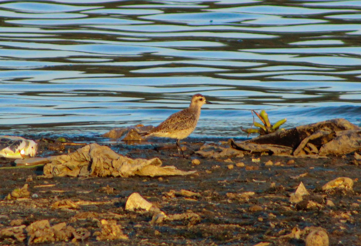 American Golden-Plover - ML632177260