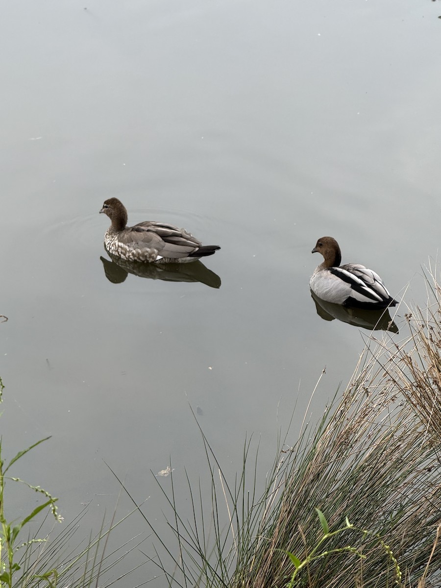 Maned Duck - ML632177296
