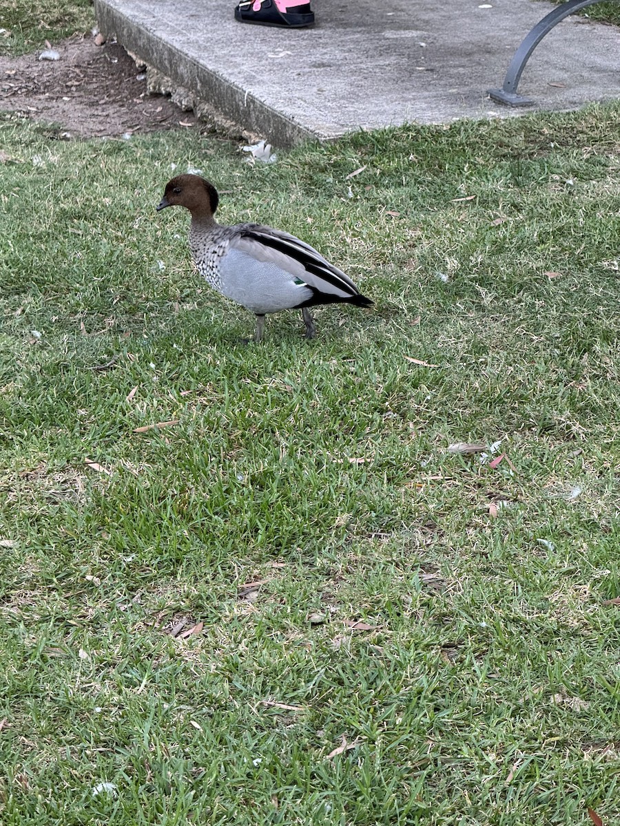 Maned Duck - ML632177297