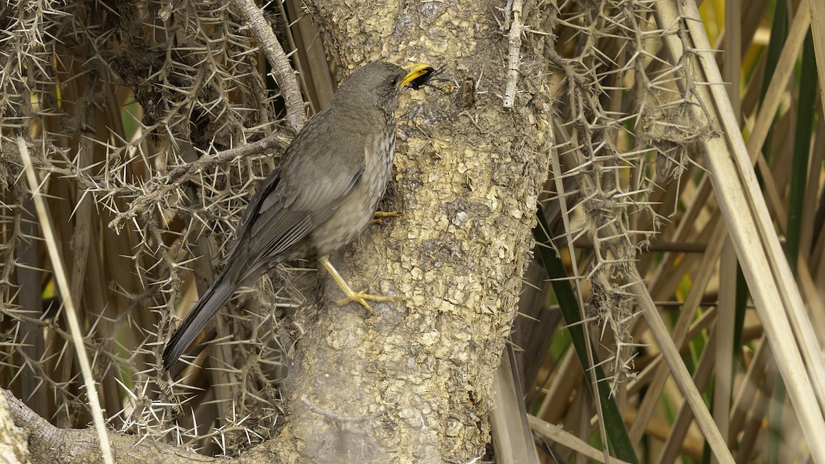 Yemen Thrush - ML632177403