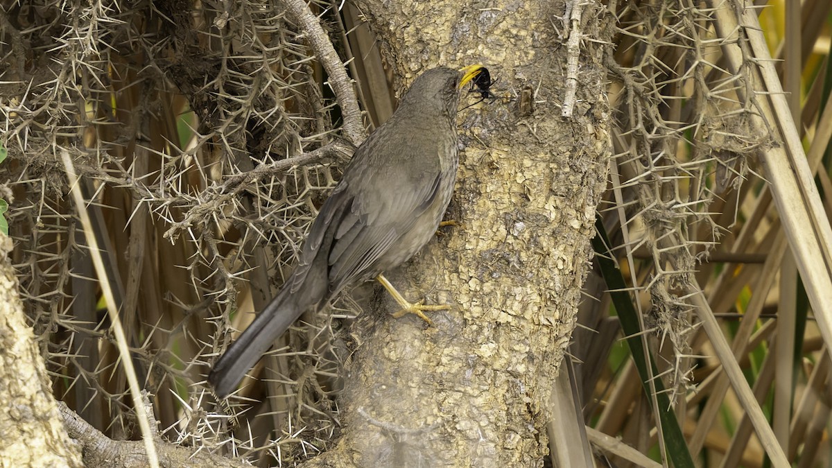 Yemen Thrush - ML632177404