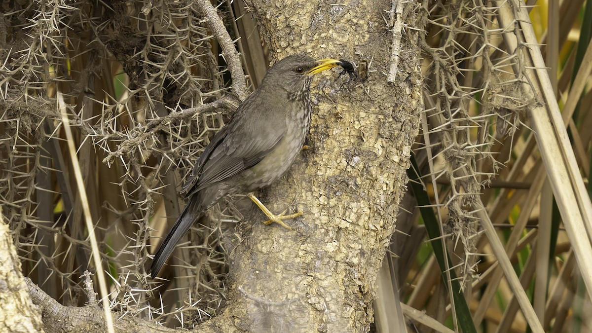 Yemen Thrush - ML632177405