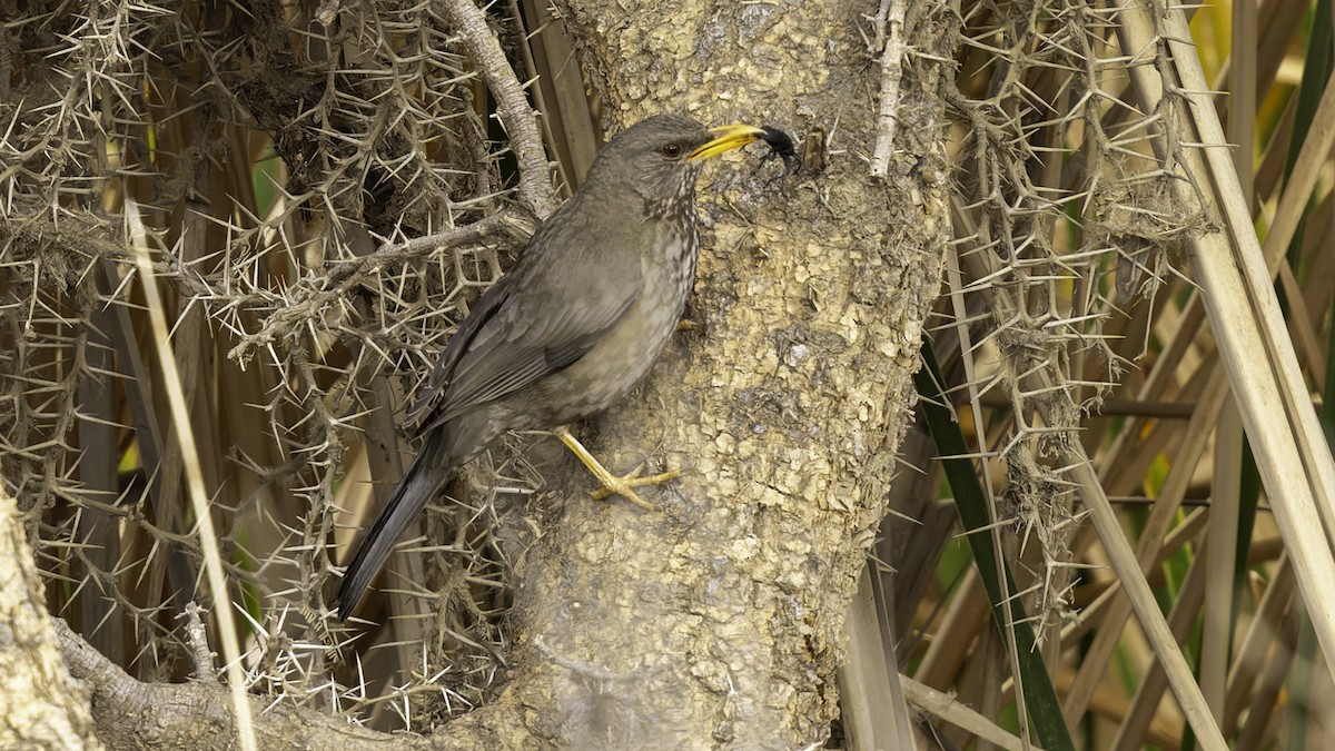 Yemen Thrush - ML632177406