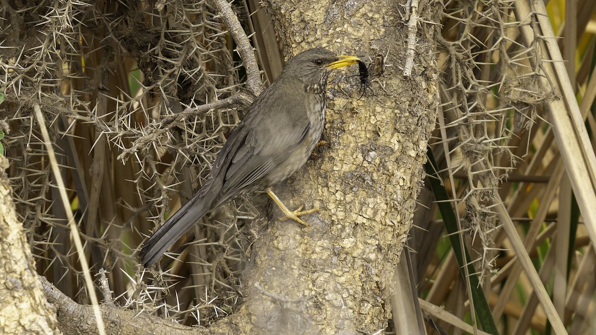 Yemen Thrush - ML632177407