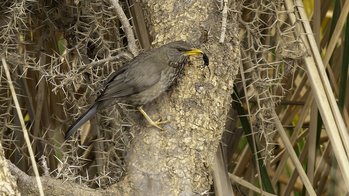Yemen Thrush - ML632177408