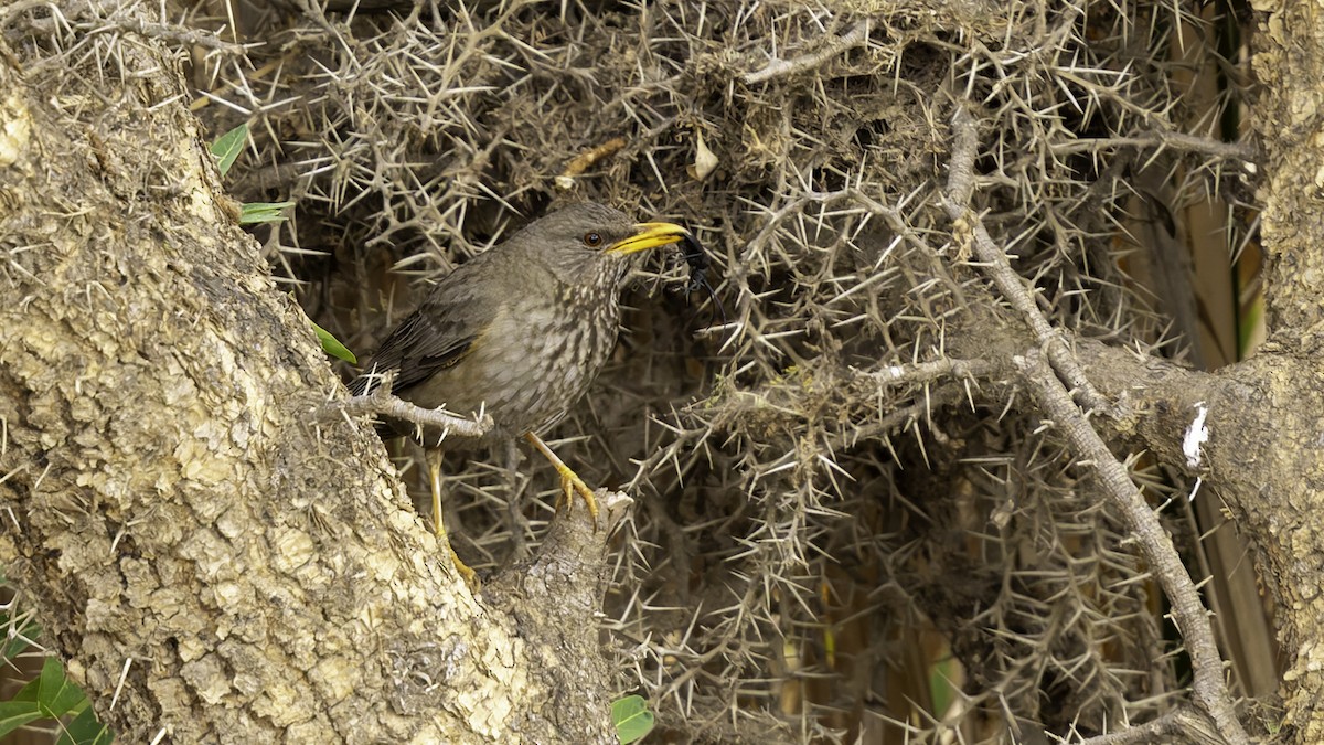 Yemen Thrush - ML632177409