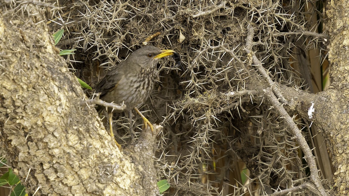 Yemen Thrush - ML632177410