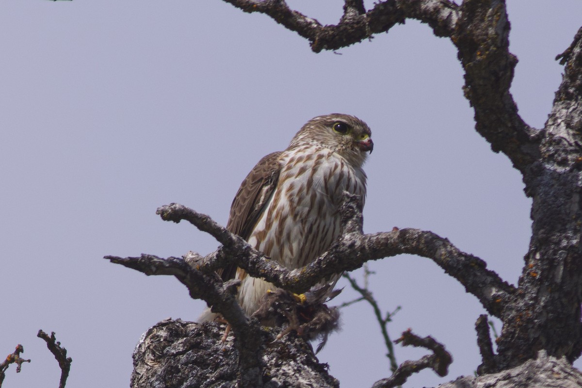 Merlin (Taiga) - ML632177483