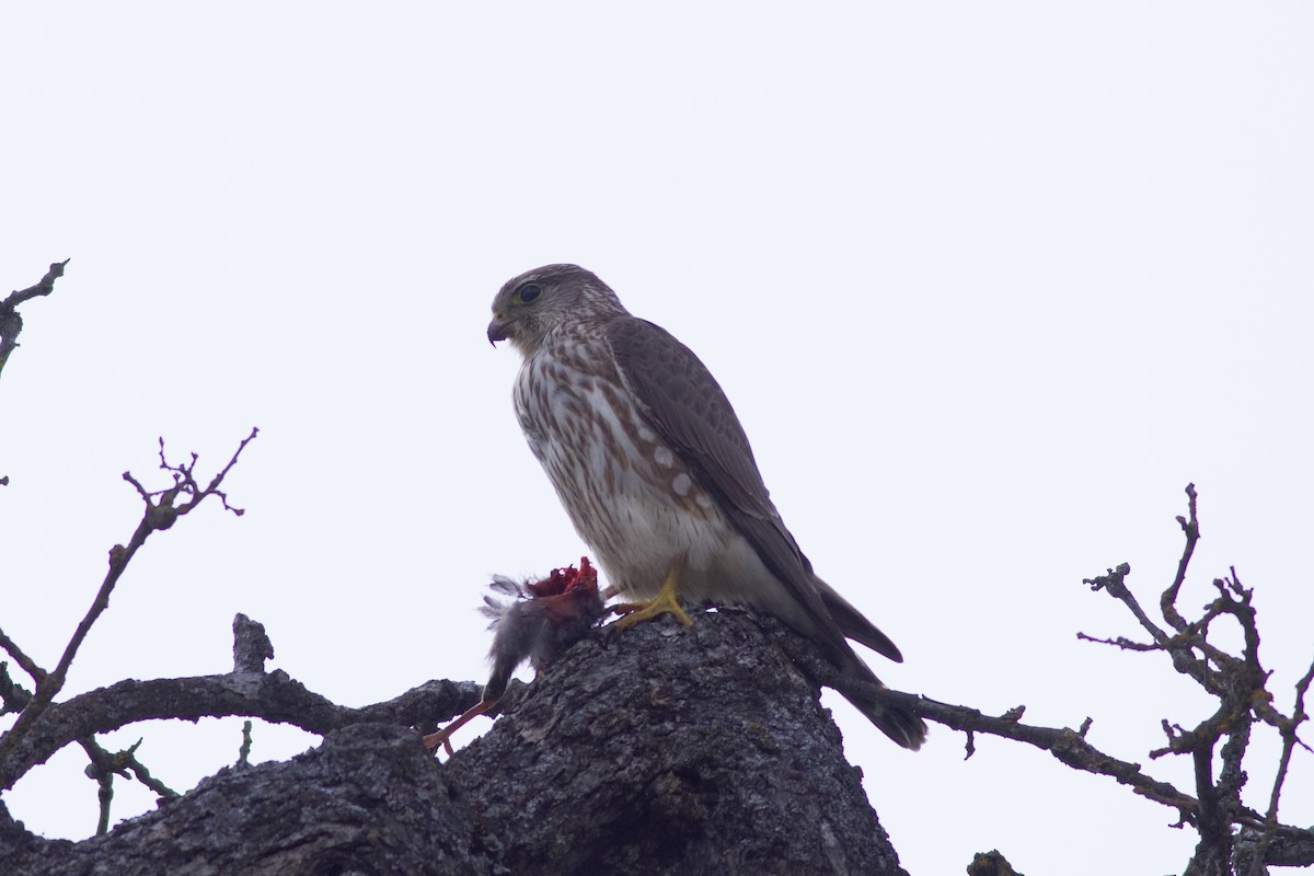Merlin (Taiga) - ML632177484