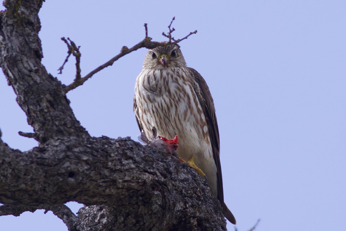 Merlin (Taiga) - ML632177485