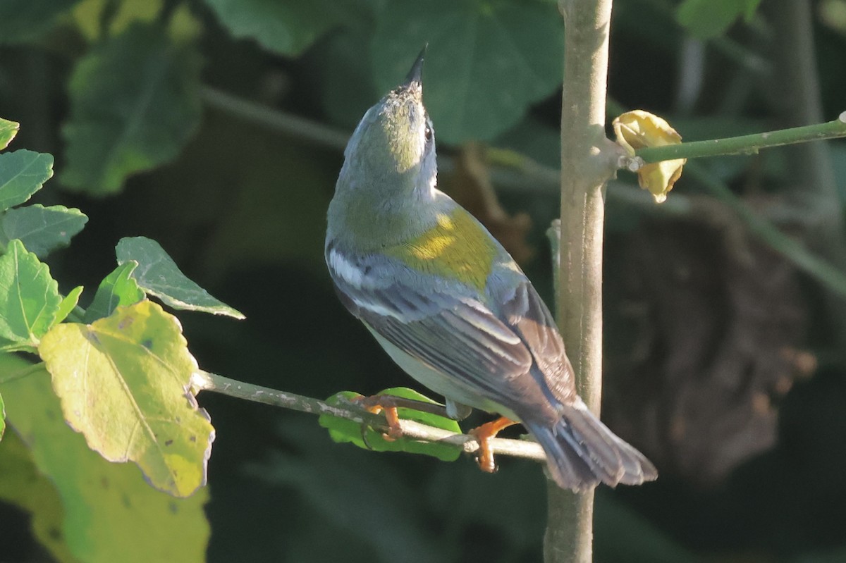 Northern Parula - ML632177568